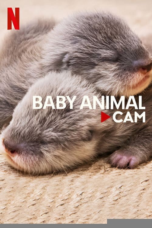 Xem phim Động vật bé cưng trên camera